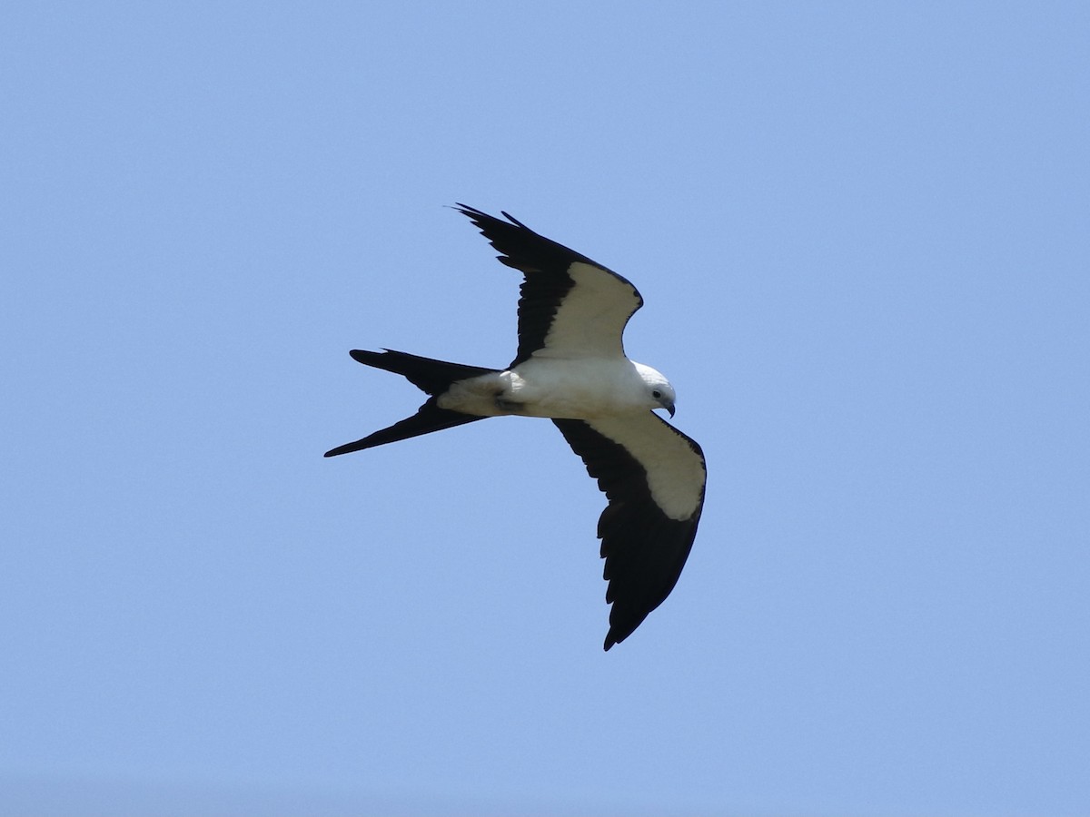 Swallow-tailed Kite - ML458442631