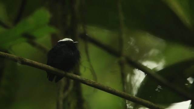 White-crowned Manakin (Amazonian) - ML458443