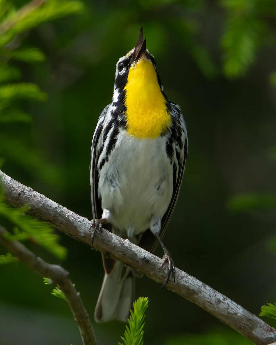 Yellow-throated Warbler - ML458443611