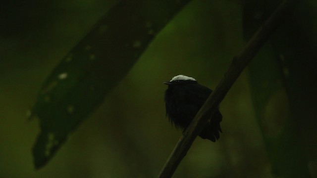 White-crowned Manakin (Amazonian) - ML458444