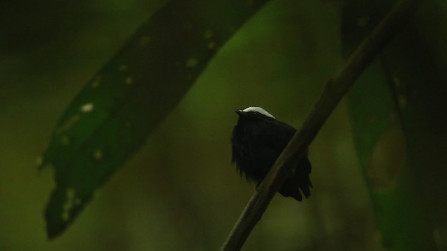White-crowned Manakin (Amazonian) - ML458445