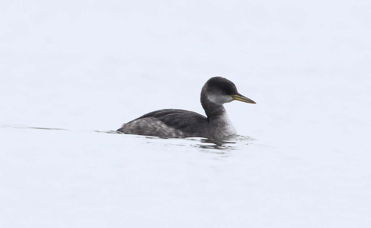 Red-necked Grebe - Dustin Welch
