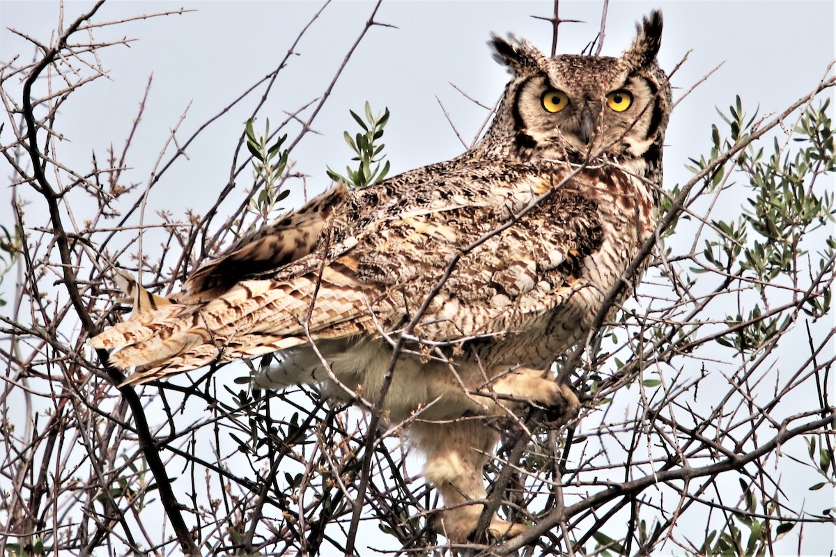 Great Horned Owl - ML458446321