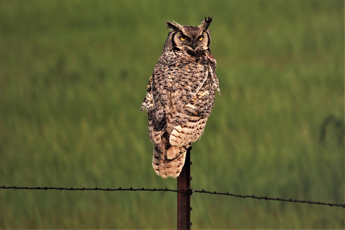 Great Horned Owl - ML458446331