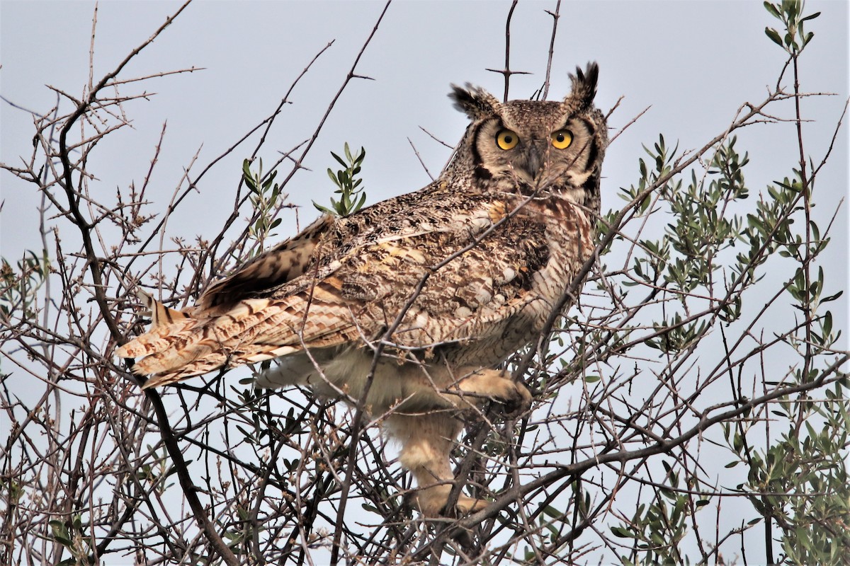 Great Horned Owl - ML458446341