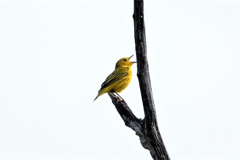 Yellow Warbler - Karen Thompson