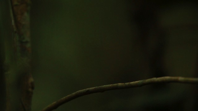 Wire-tailed Manakin - ML458462