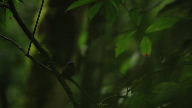 Blue-capped Manakin (Blue-capped) - ML458467