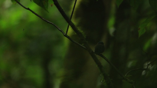 Blue-capped Manakin (Blue-capped) - ML458468
