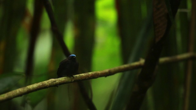 Blue-capped Manakin (Blue-capped) - ML458470