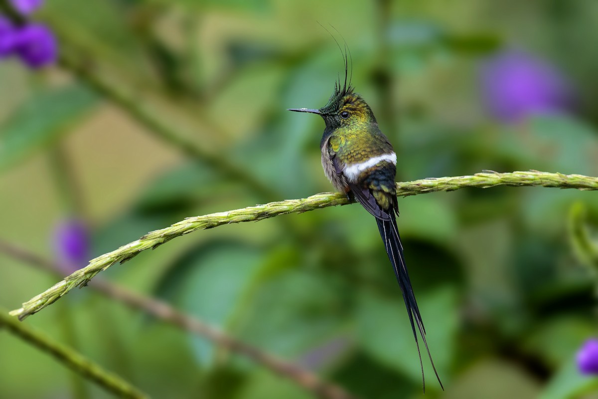 Wire-crested Thorntail - ML458470131