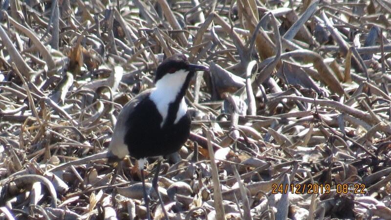Spur-winged Lapwing - Gary Brent