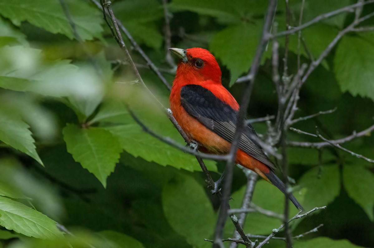 Scarlet Tanager - ML458476261