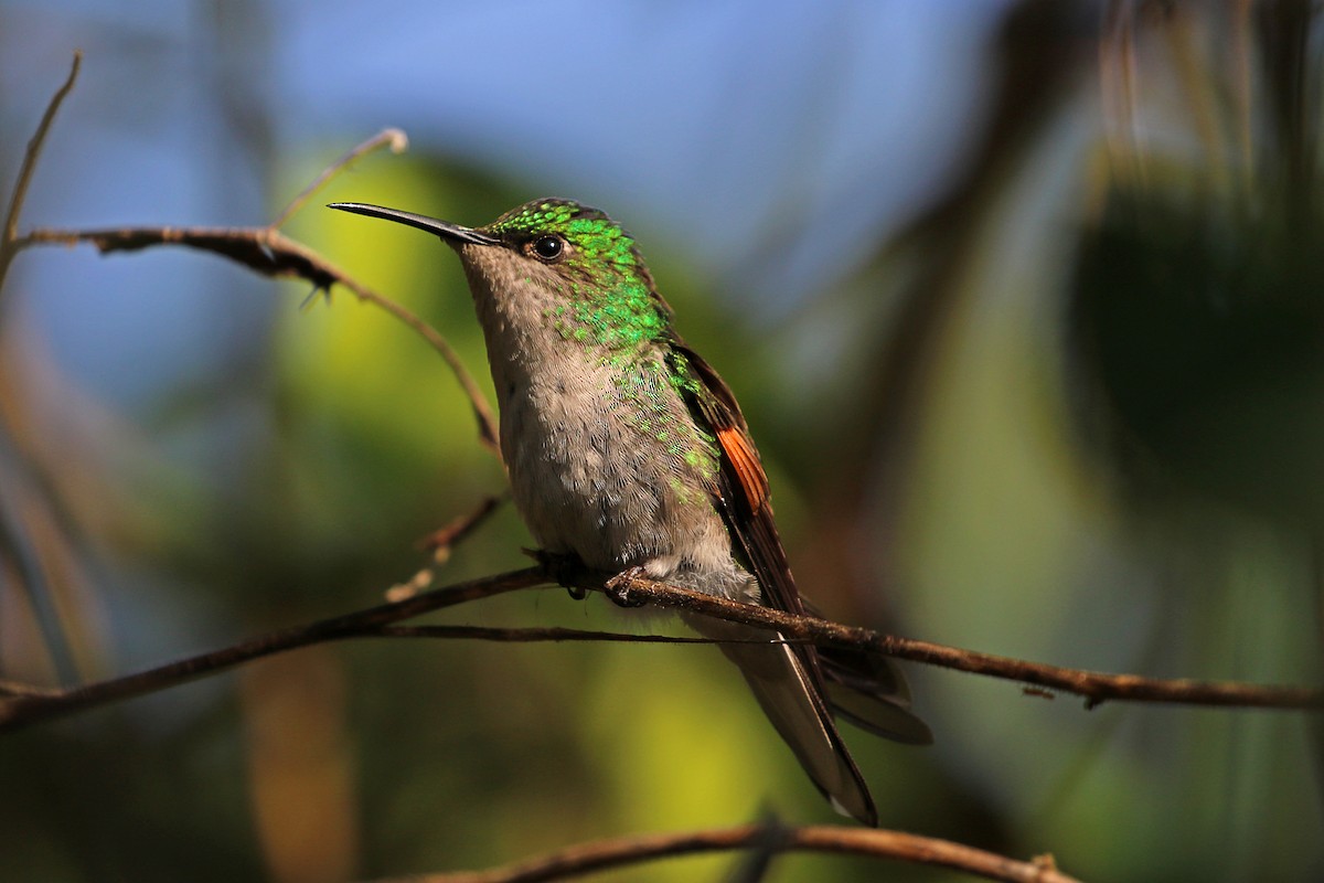 White-tailed Hummingbird - ML458478551