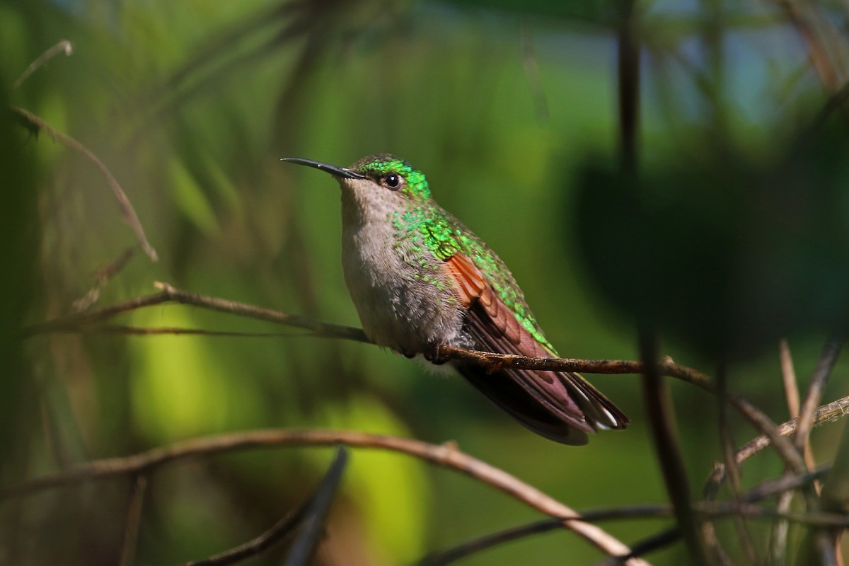 White-tailed Hummingbird - ML458478581