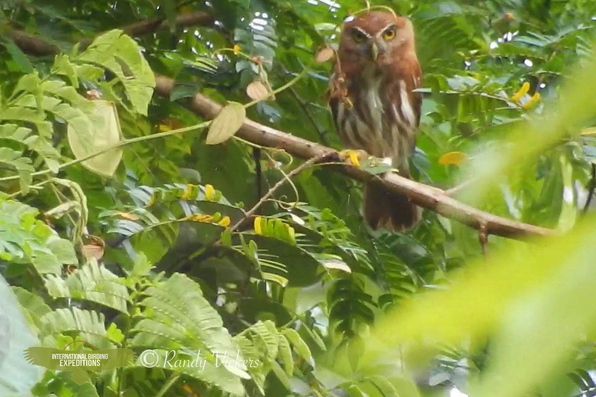 Ferruginous Pygmy-Owl (Ferruginous) - ML458479301