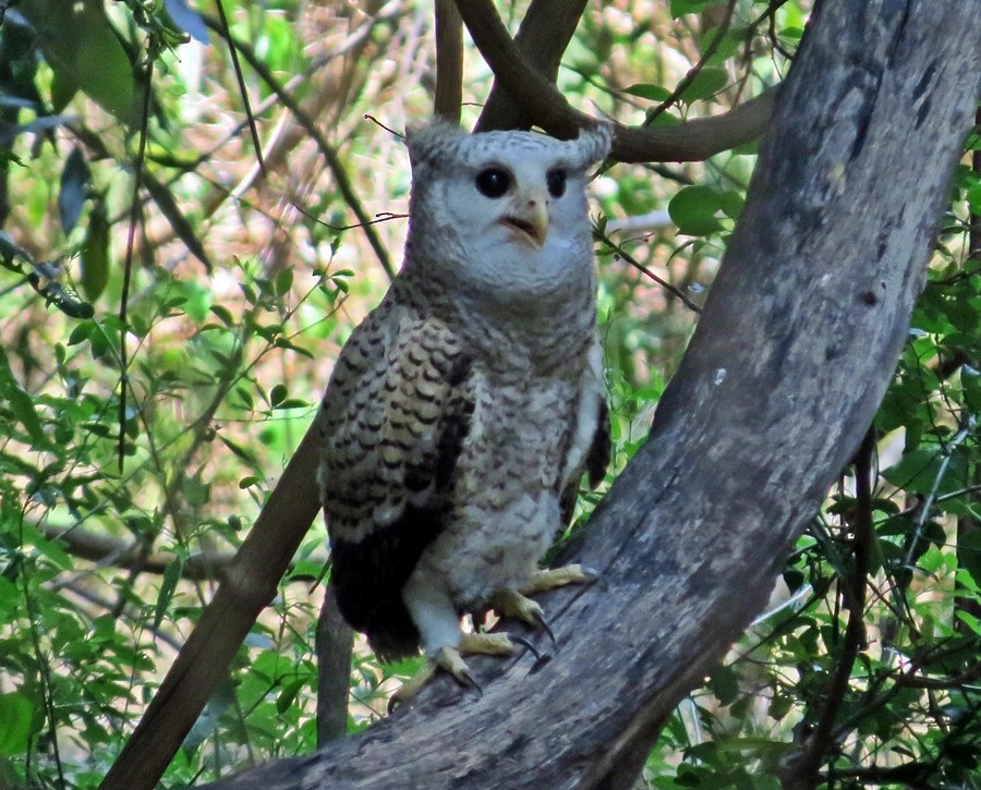 Spot-bellied Eagle-Owl - Coimbatore Nature Society