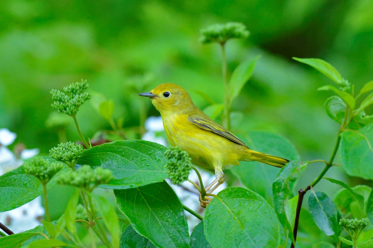 Yellow Warbler - leonard blass