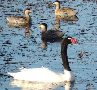 Black-necked Swan, ML458490381