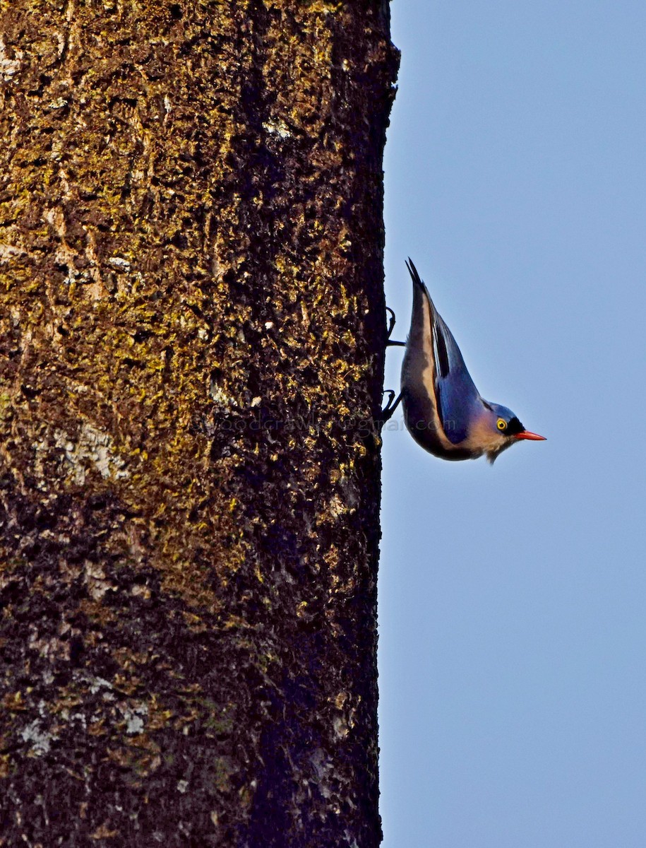 Velvet-fronted Nuthatch - ML45849631
