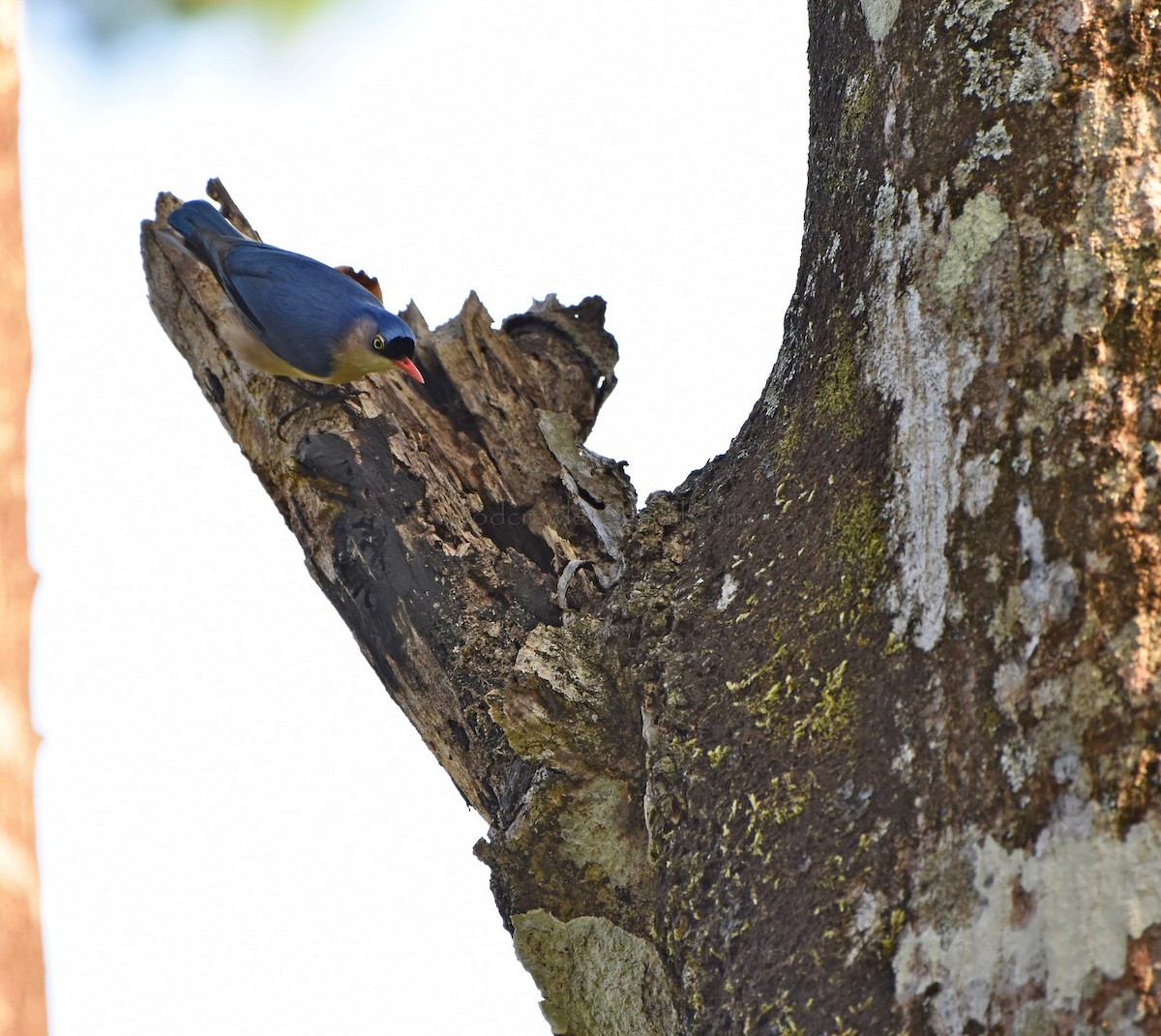 Velvet-fronted Nuthatch - ML45849641