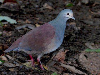  - Buff-fronted Quail-Dove