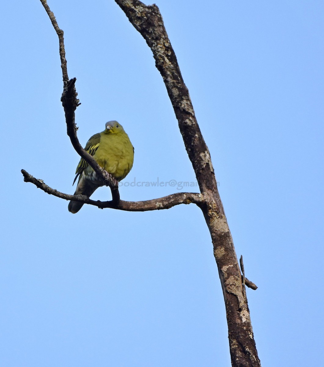 Gray-fronted Green-Pigeon - ML45850411