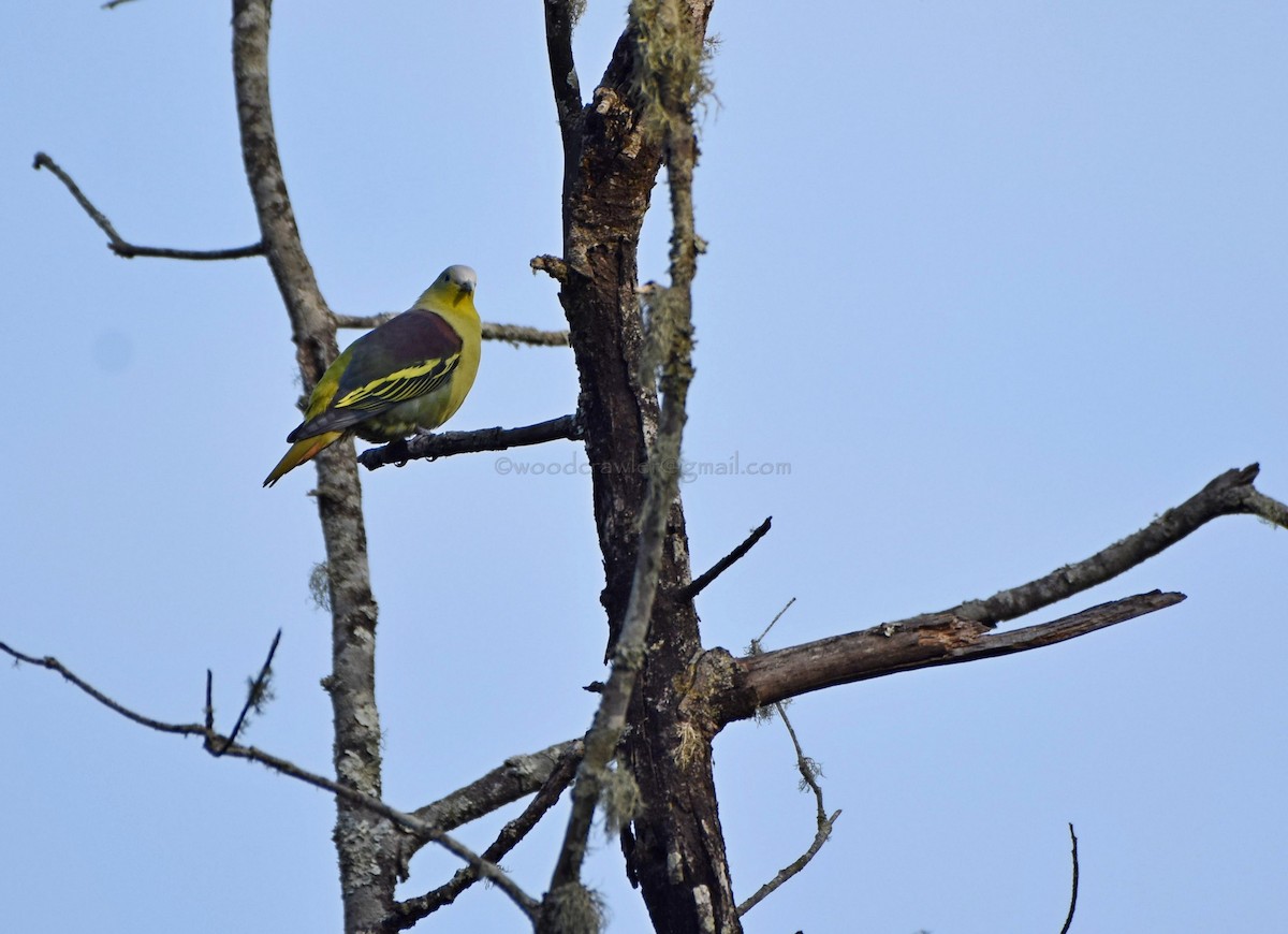 Gray-fronted Green-Pigeon - ML45850421