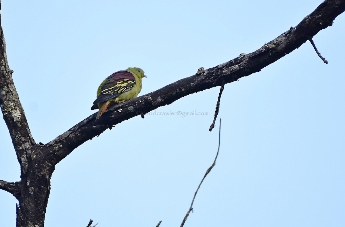 Gray-fronted Green-Pigeon - ML45850431