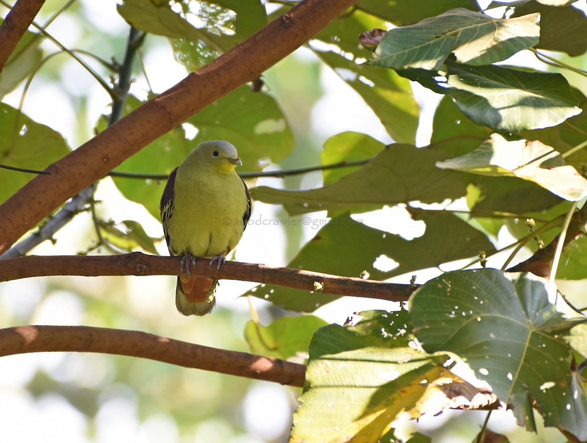 Gray-fronted Green-Pigeon - ML45850481