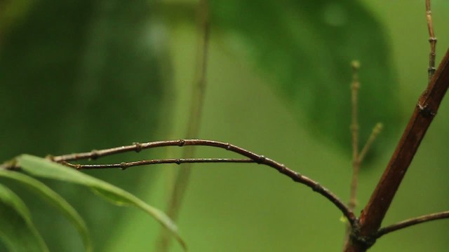 kolibřík subtropický - ML458508