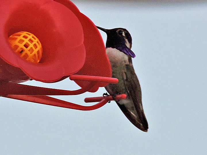 Costa's Hummingbird - ML45850891