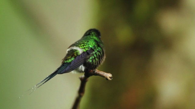 kolibřík trnoocasý - ML458509