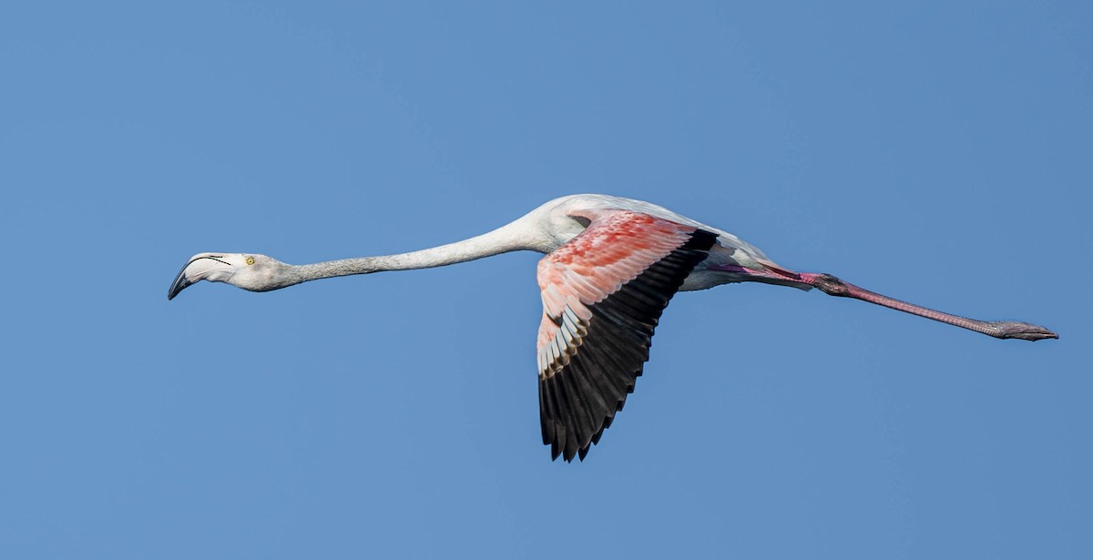 Greater Flamingo - William Richards