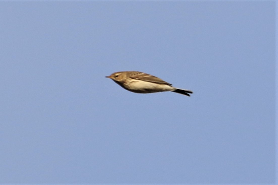 Water Pipit - ML458513901