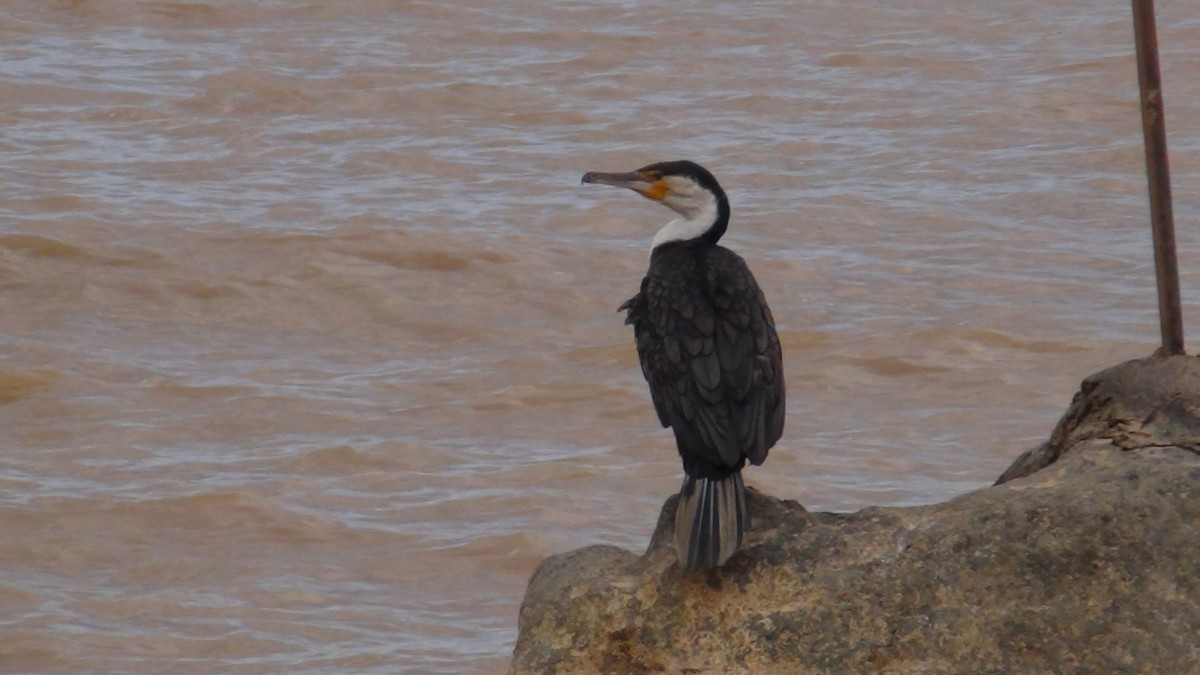Great Cormorant (White-breasted) - Christopher Rustay