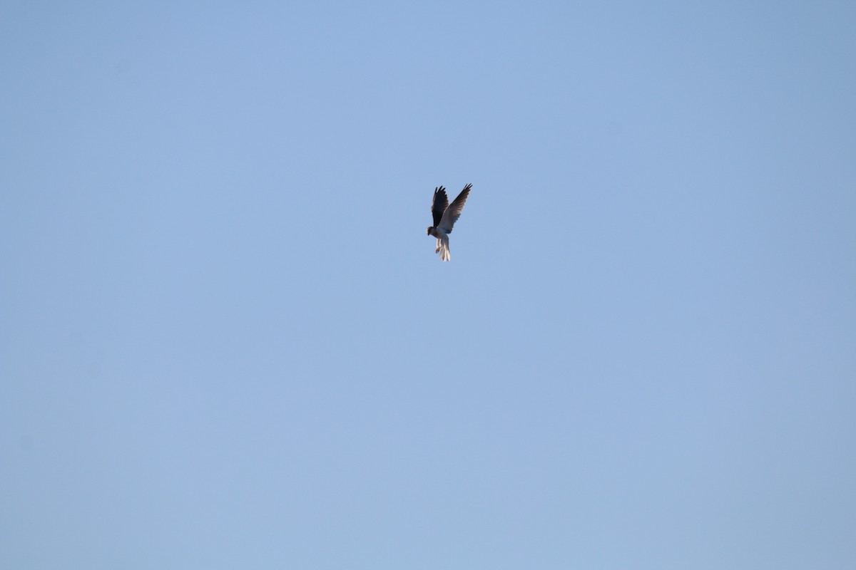 White-tailed Kite - ML458514381