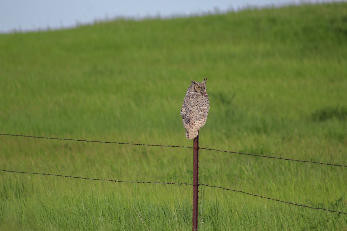 Great Horned Owl - ML458517231