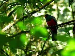  - Lattice-tailed Trogon