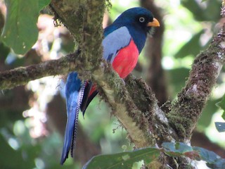  - Lattice-tailed Trogon