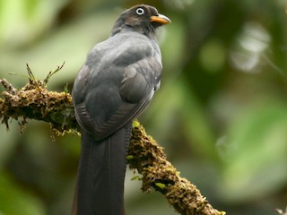  - Lattice-tailed Trogon