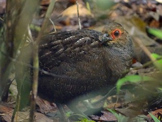  - Marbled Wood-Quail