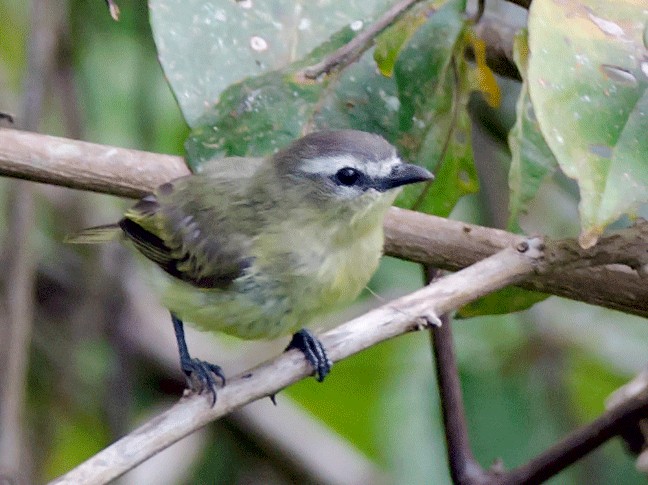 Brown-capped Tyrannulet - Ornithion brunneicapillus - Birds of the World