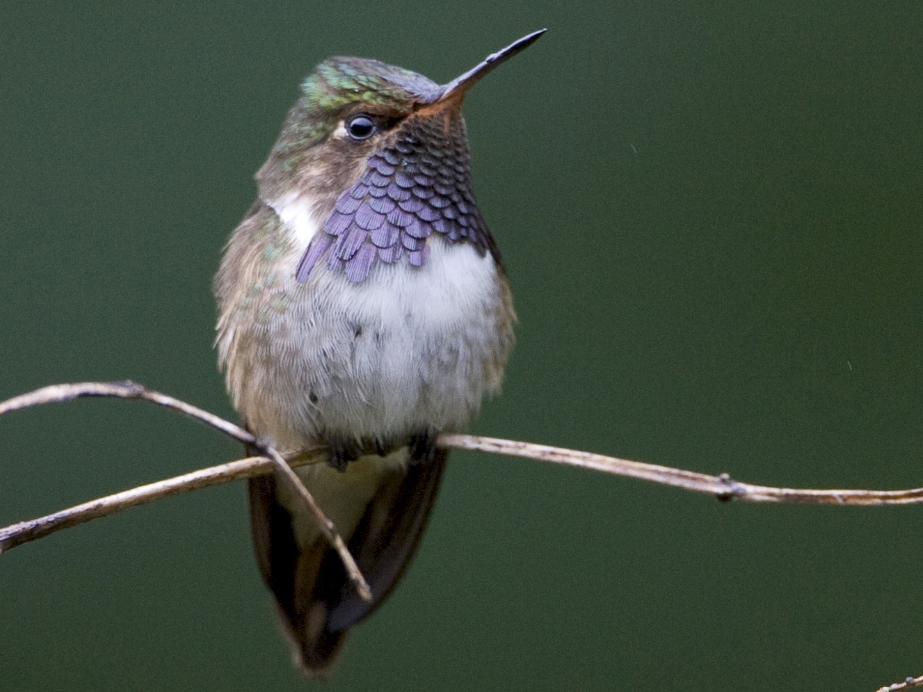 Volcano Hummingbird - Brian Sullivan