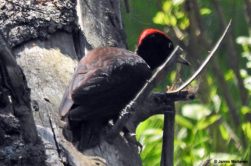 Black Woodpecker - ML458536741