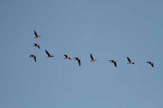 Greater White-fronted Goose, ML45854071