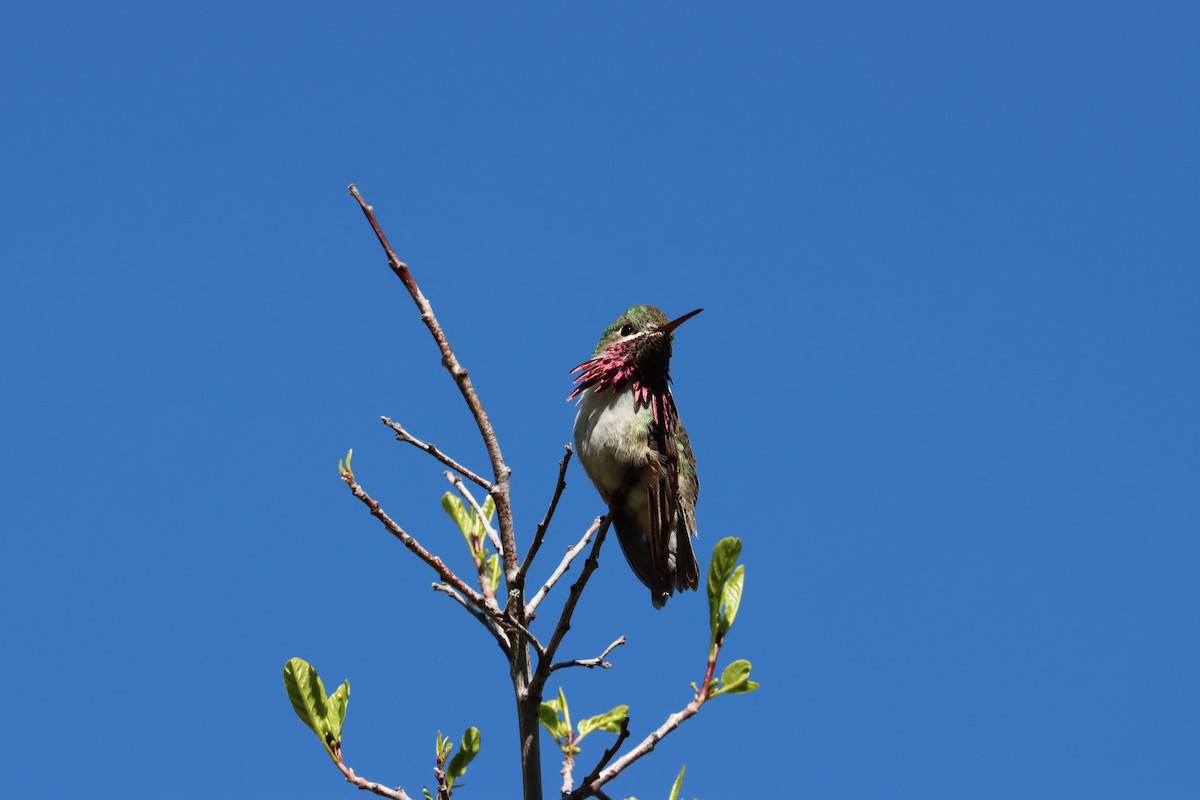 Calliope Hummingbird - ML458551441
