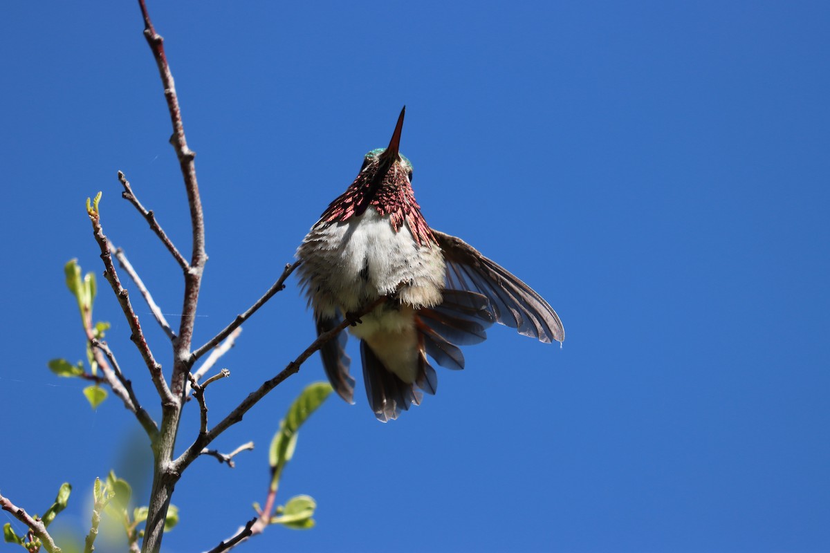 Calliope Hummingbird - ML458551461
