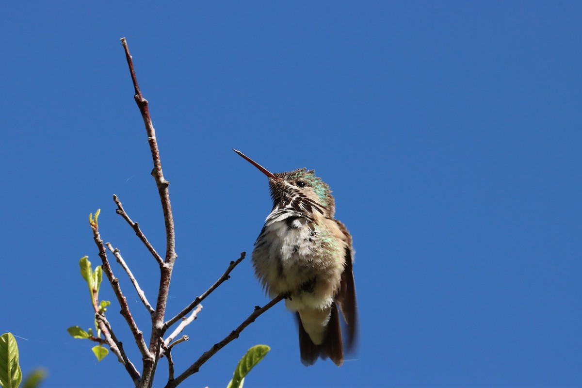 Calliope Hummingbird - ML458551711