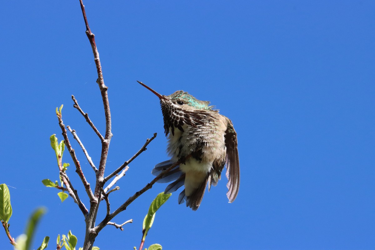 Calliope Hummingbird - ML458551731
